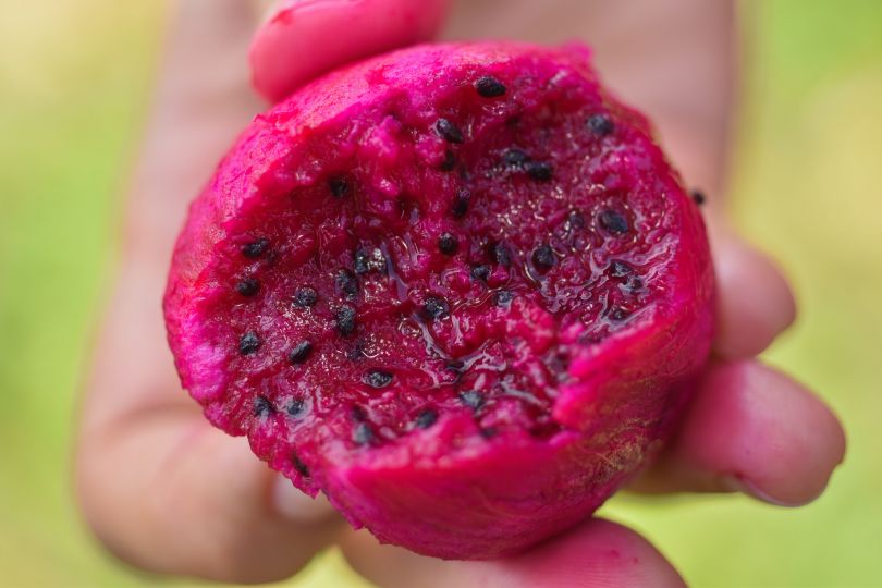 De paseo para conocer la pitahaya; JAD e IAD promueven cultivo y ecoturismo