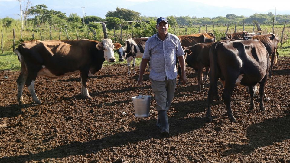 Pajonal, Matas de Farfán. Quiero el bien para mi, usted y los demás