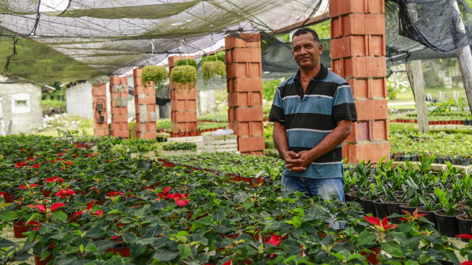 Alegre Navidad. Flores de Pascua