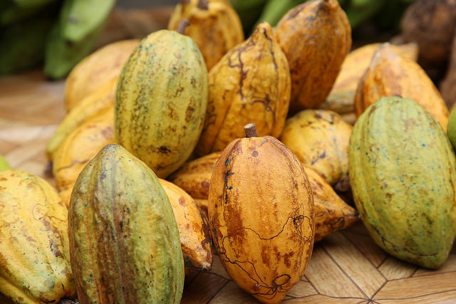 cacao