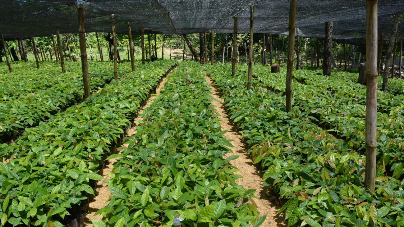 Cultivo de cacao 