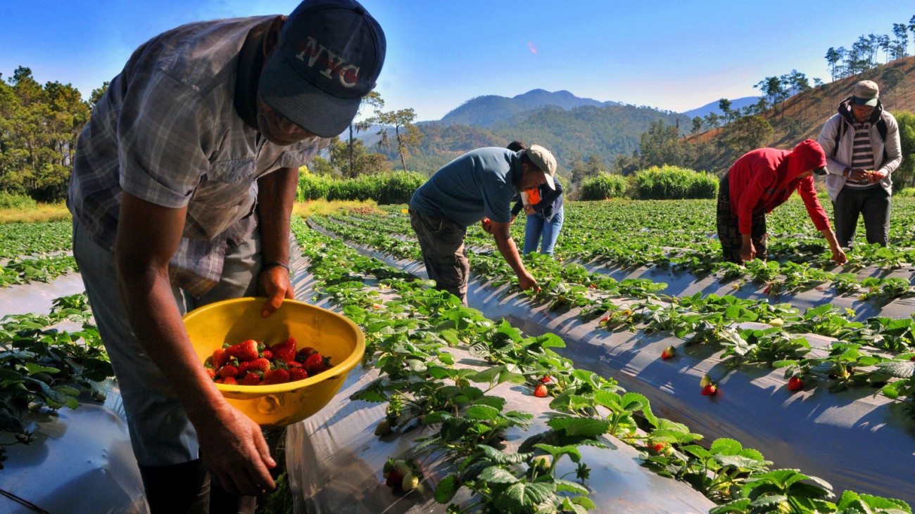 Agricultores 