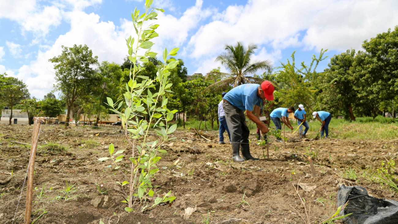 Brigadas del Jardín Botánico Nacional iniciaron la siembra de 43 mil árboles y 10 mil gramíneas en la vieja Barquita.