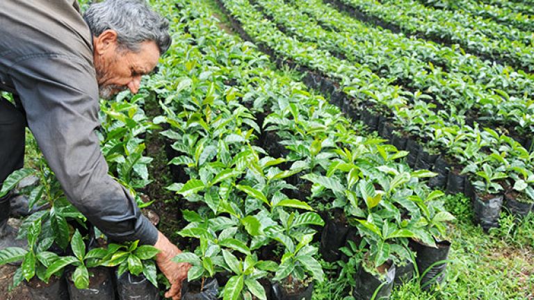 Agricultor verifica sus plantaciones de café
