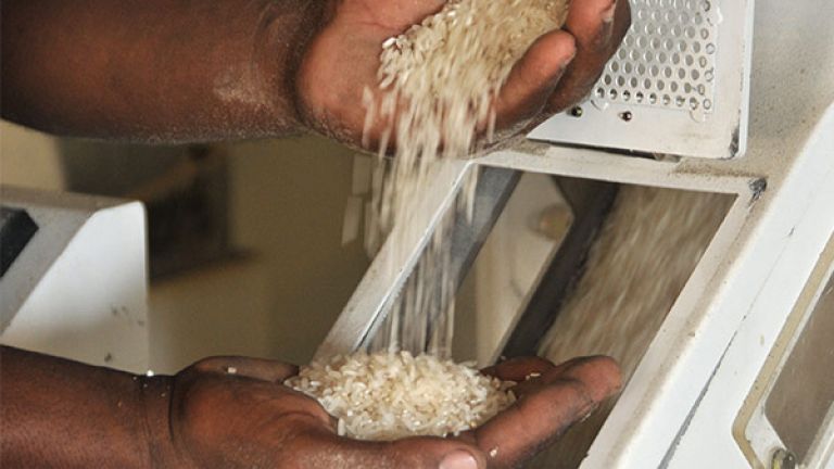 Seleccionando arroz
