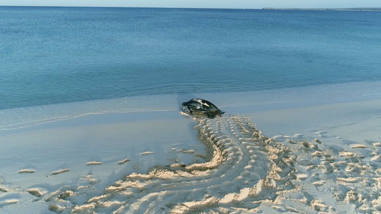 Bahía de Las Águilas, paraíso de tortugas marinas