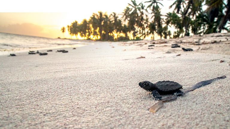 Isla Saona, hogar de tortugas marinas
