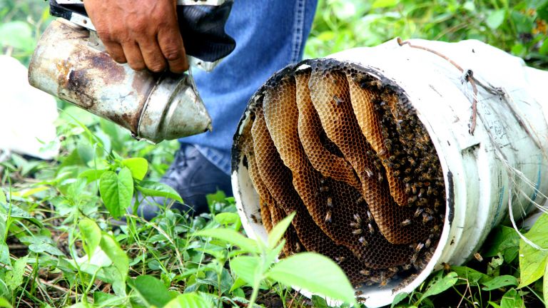 Ramón Santana, SPM. Las abejas trabajan en familia