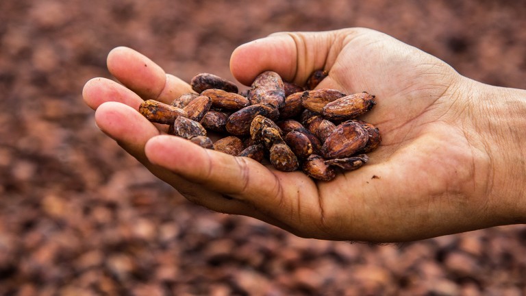 Foto de mano de campesino con cacao dominicano 