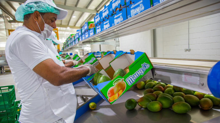 Resultado de Visita Sorpresa a Baní, Danilo Medina entrega moderna planta de empaque y tratamiento hidrotérmico a productores de mango