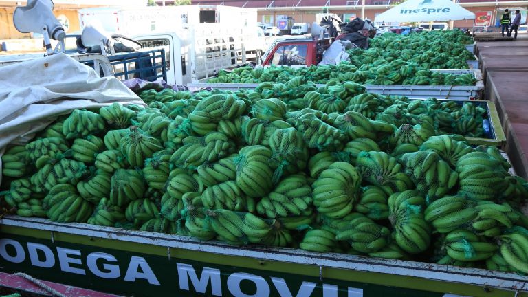 Camiones cargados de plátanos en Merca Santo Domingo 