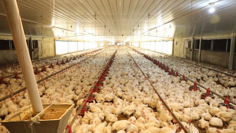 12 millones de pollos mensuales de calidad