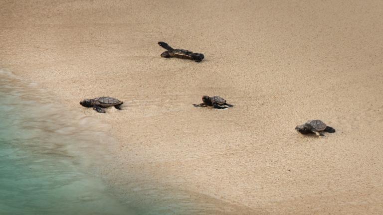 Tortugas en Bayahíbe