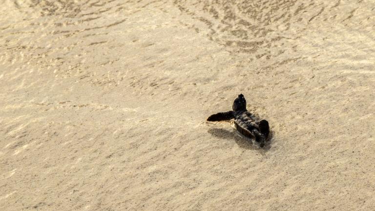 Tortugas en Bayahíbe